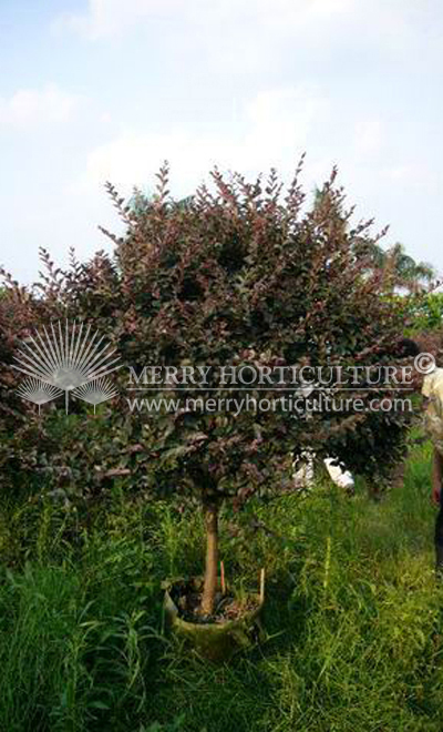 Loropetallum chinensis (Topiary)